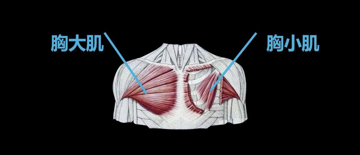 今天的文章我会结合我自己多年训练和教学的经验给出发达胸肌最棒的