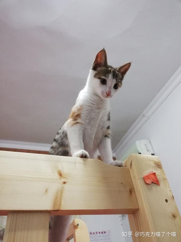 为什么养田园猫给它吃好的会被人嘲讽?
