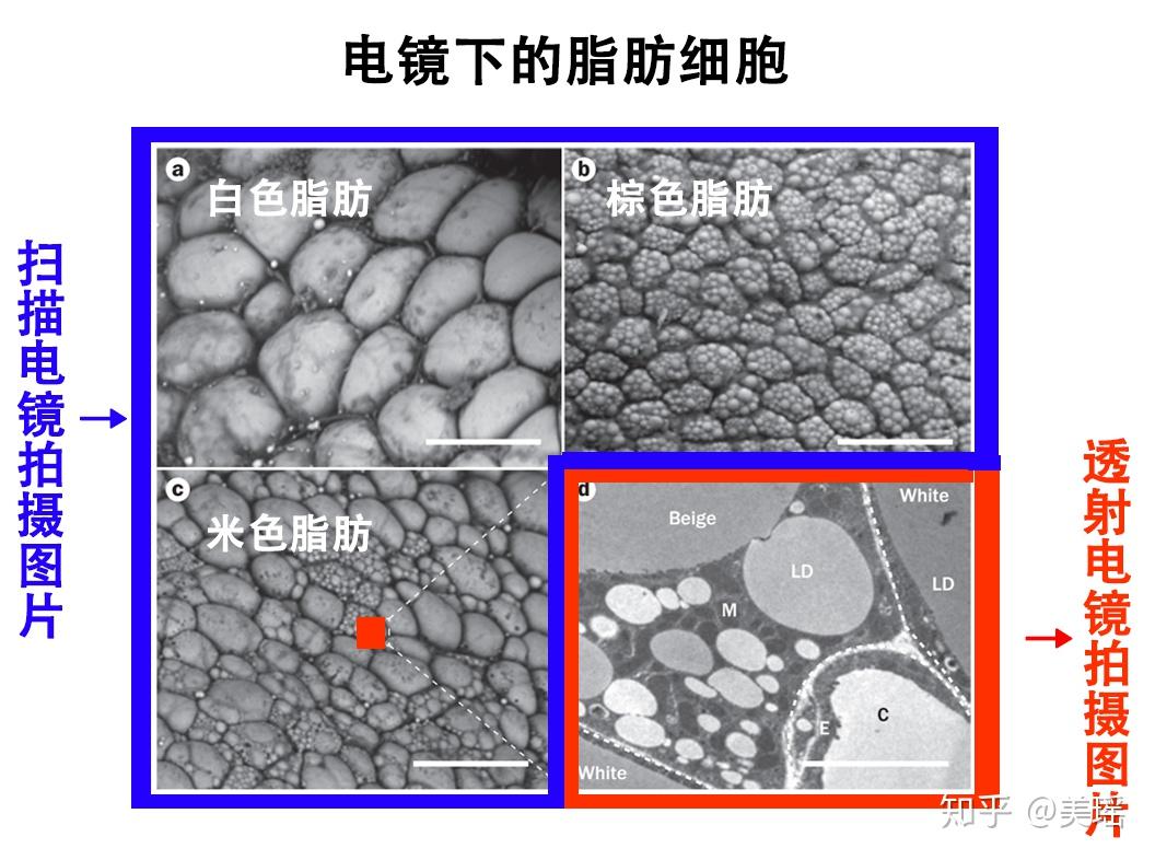 其实,我们餐桌上常见的是白色脂肪,是储存能量用的脂肪,也是让你看