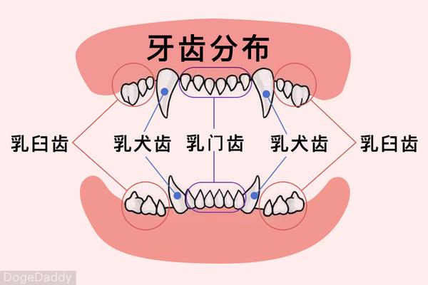 狗狗这一生需要陪伴的趣味数字游戏