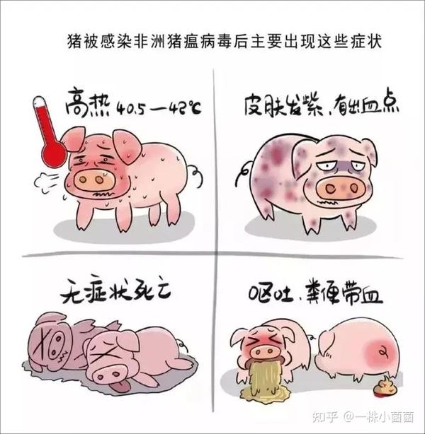猪场出现非洲猪瘟养猪人该怎么办非洲猪瘟怎么治理怎么防控