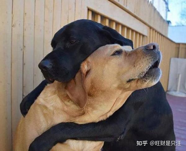 这些狗狗的亲密拥抱,看完一定会被治愈的