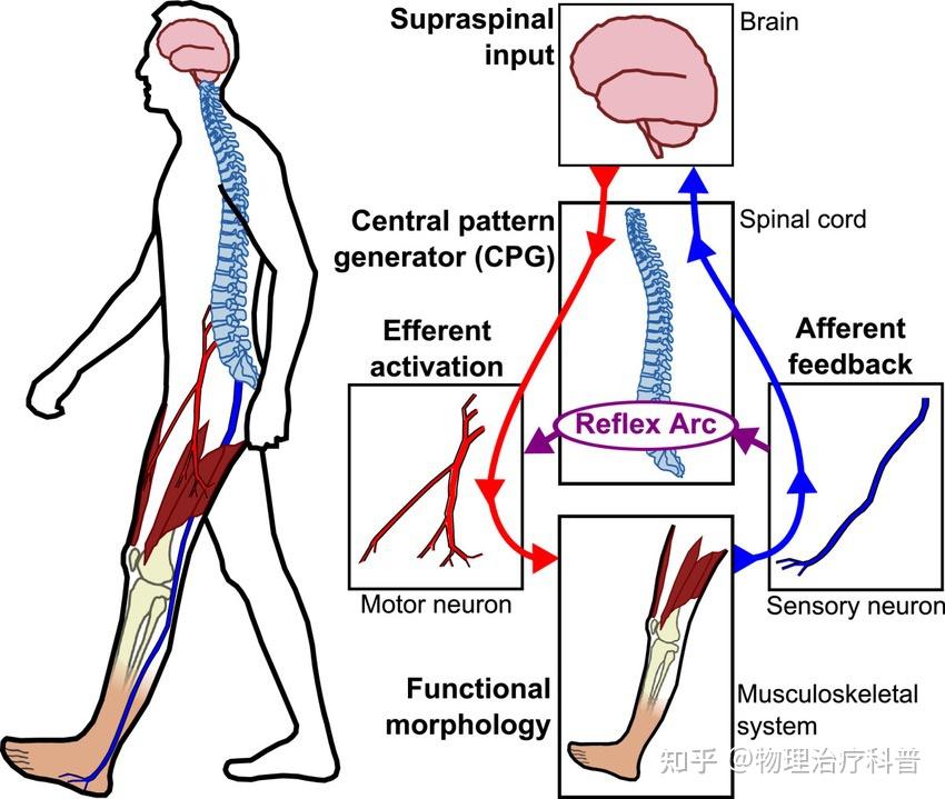 Sensorimotor Control