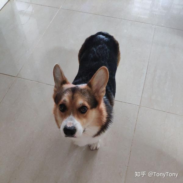 柯基和比格犬 哪个好养?