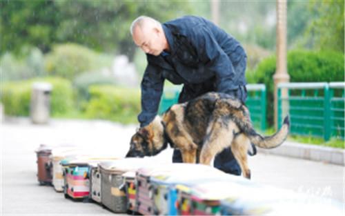 探案神犬再现全国首只克隆警犬昆勋在滇服役