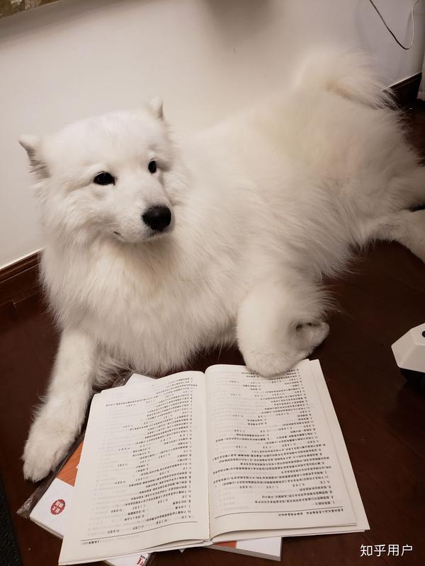 萨摩耶和柴犬,哪个比较好养?