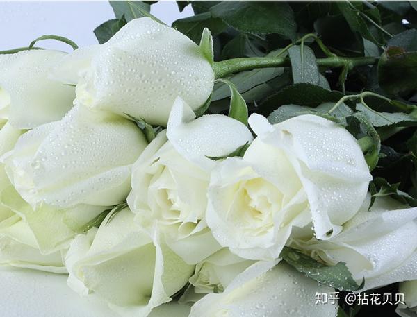 认识花材常见的白玫瑰品种