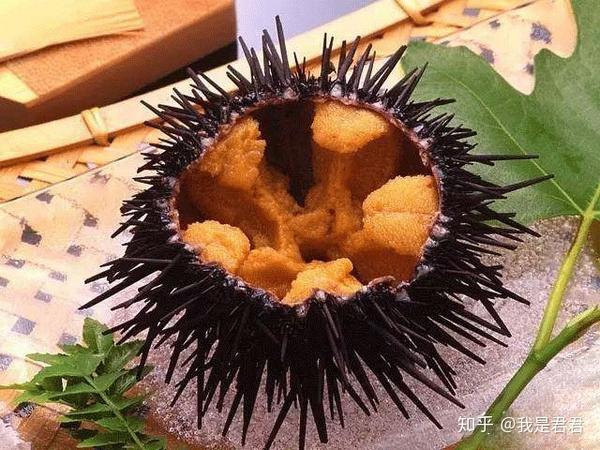 [分享篇]海胆的几个种类▏海胆的吃法▏海胆文案