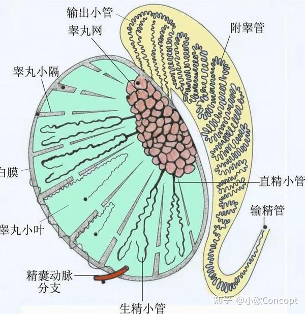 (图为男性生殖性腺)