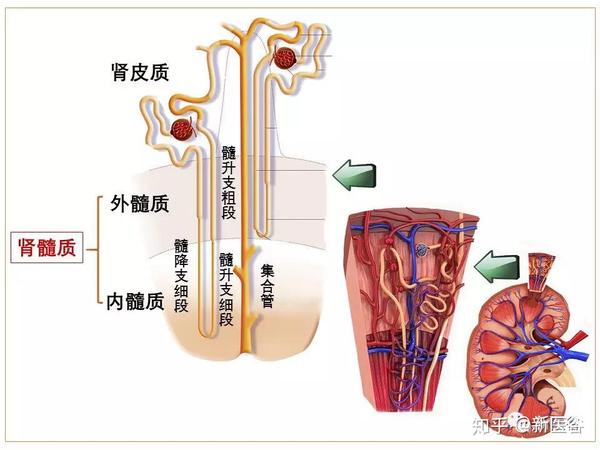 肾髓质处的组织液在正常情况下是处于高渗透梯度的(从肾皮质到肾髓质