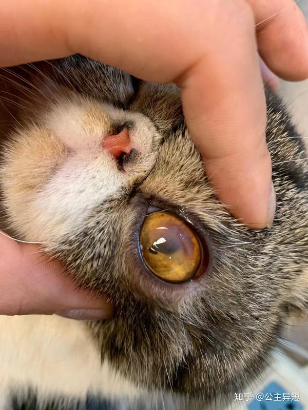 猫咪角膜溶解病例跟踪