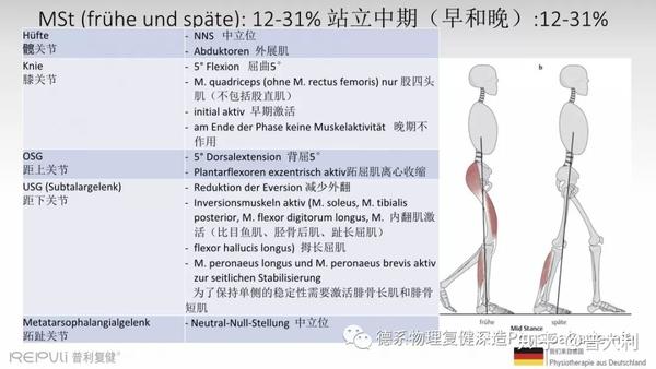 在站立中期,为了将身体重心向前移动的同时并保持腿部和躯干的稳定性