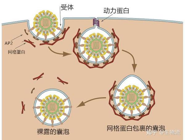 着衣又去衣,这是胞吞的仪式