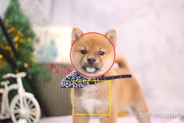 柴犬品相好坏与什么有关系?