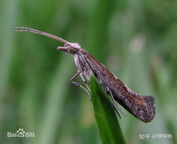 入夏前的幺蛾子 知乎