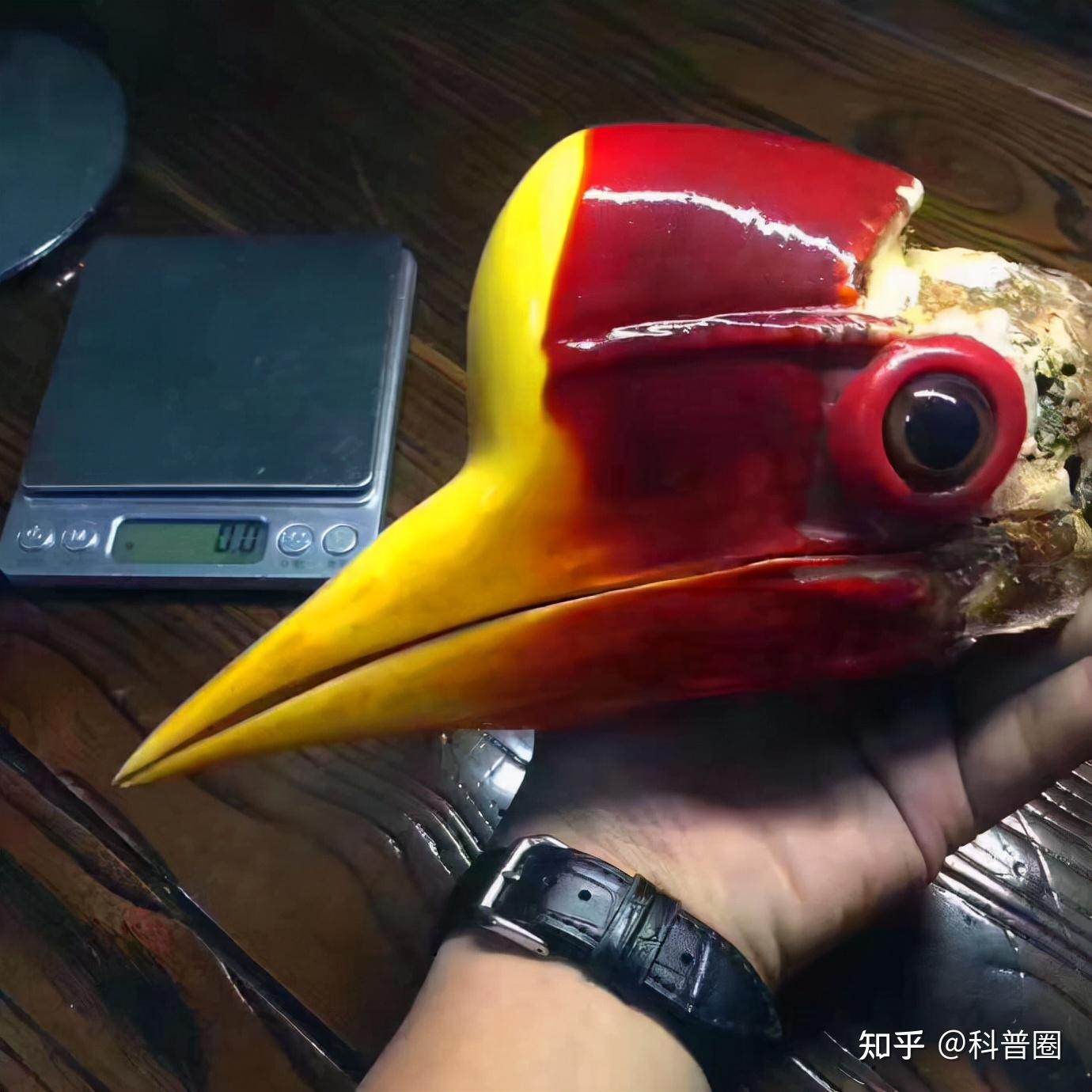 盔犀鸟的盔突对于它们的生存至关重要,而一些人类在巨大利益的驱使下
