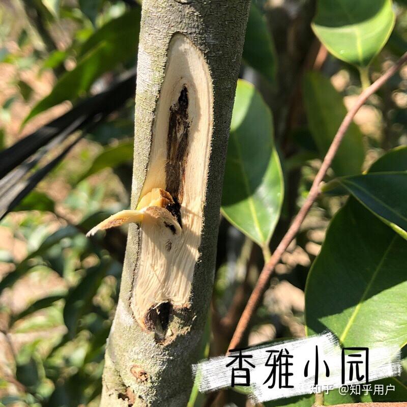 奇楠沉香可在每年6～7月进行播种