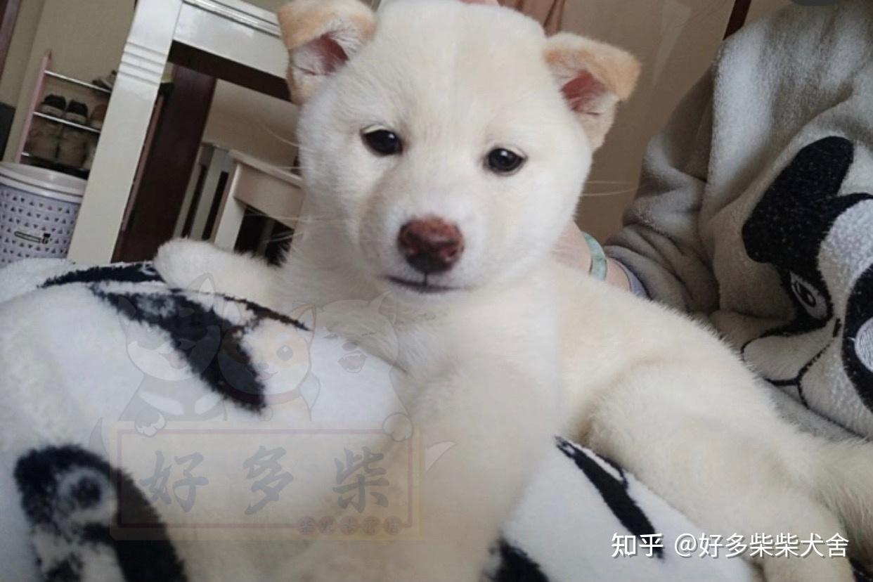 柴犬科普如何挑选品相好的白柴幼犬