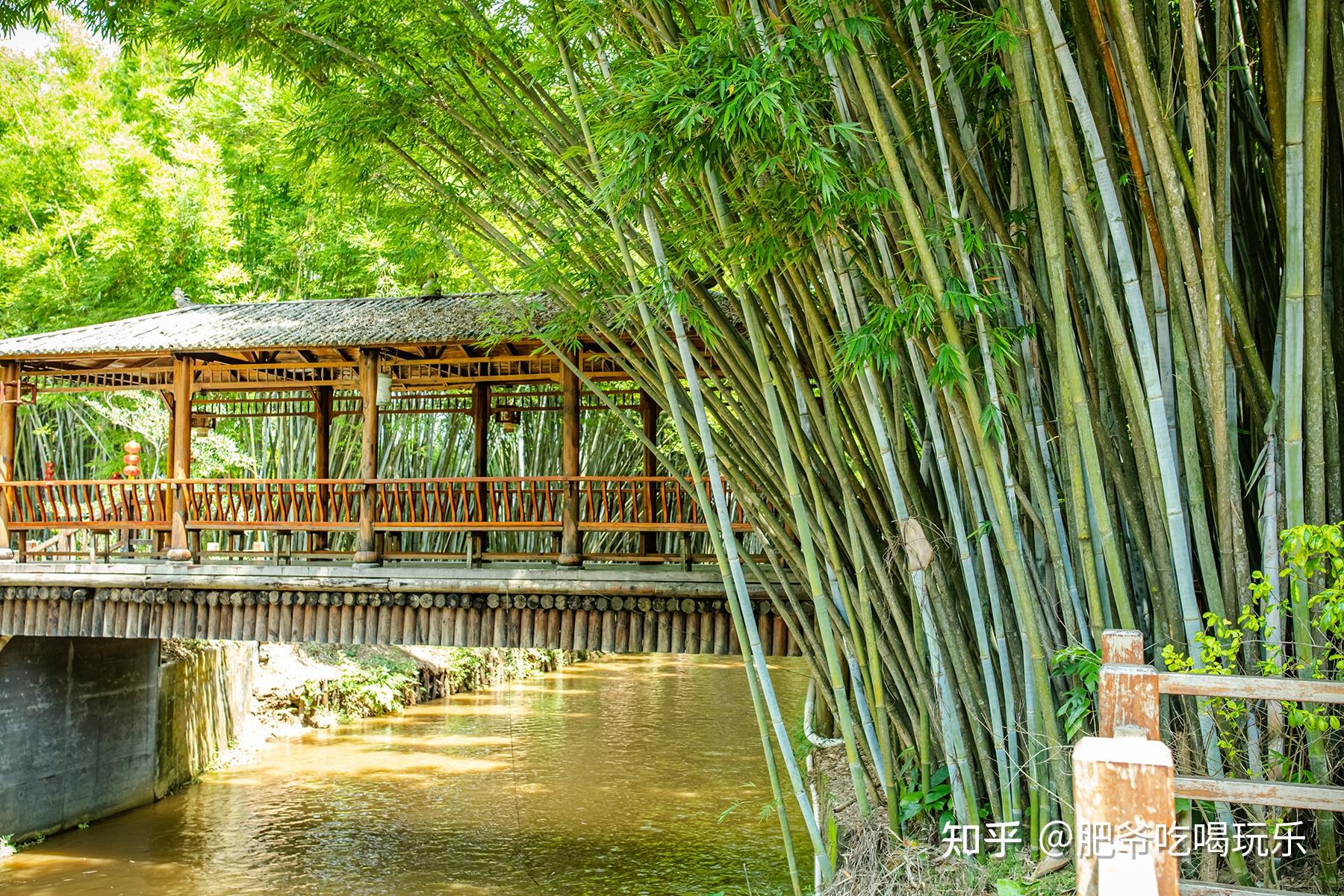 带你欣赏信宜旺同竹林风景