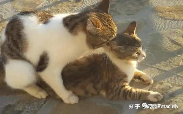 给猫咪找对象这件小事,简直操碎了老母亲的心!