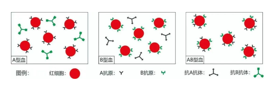 猫咪所谓的血型指的就是红细胞表面抗原的类型.