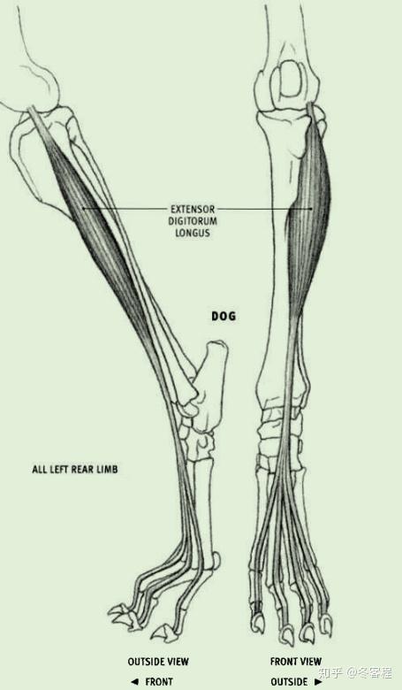 动物肌肉后肢趾长伸肌