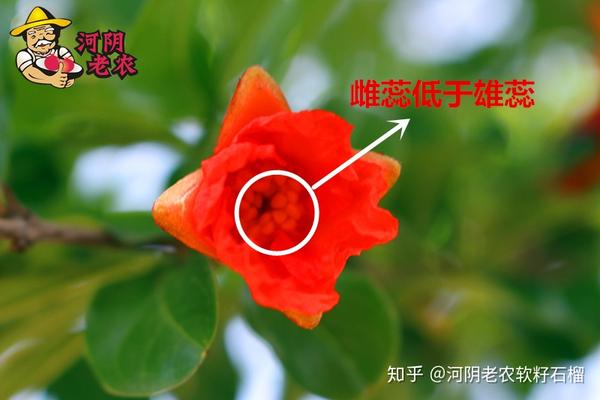 大多数花的雄蕊,雌蕊有几根