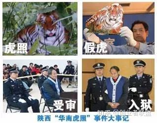 而在国际上,多数专家认为华南虎已经功能性灭绝.  所以周正龙拍到华南