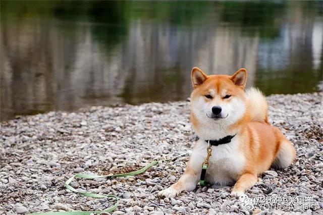 1,柴犬是中型犬,体型不算很大,体重适中.