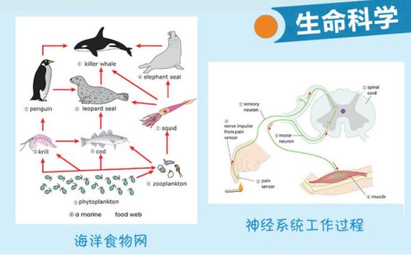 在提高级中,有关于水循环,海洋食物网,神经系统工作过程等物质,生命