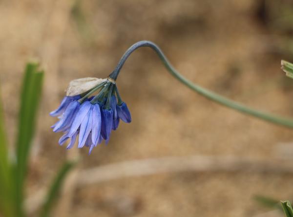 卵叶韭( allium ovalifolium)(普达措,亚丁)