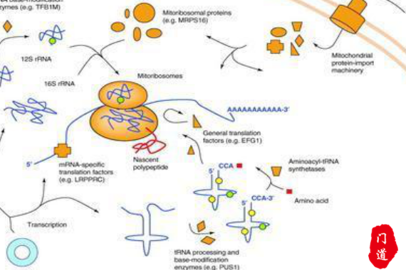 线粒体脑病(mitochondrial encephalopathy):包括leber遗传性视神经