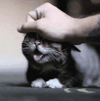 撸猫的正确姿势,猫咪最爽的5个位置和5大绝对禁区!