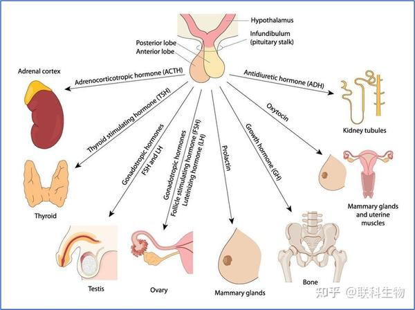 下丘脑产生的激素,向下作用于垂体,垂体响应刺激,生成几种主要激素.
