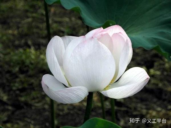 多行善事,莫问前程