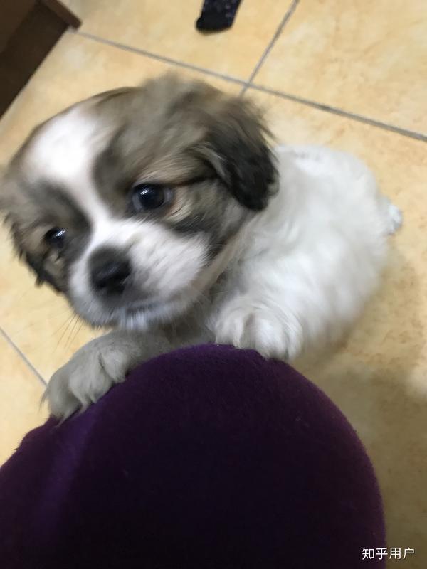 中华田园犬的颜值可以多高?