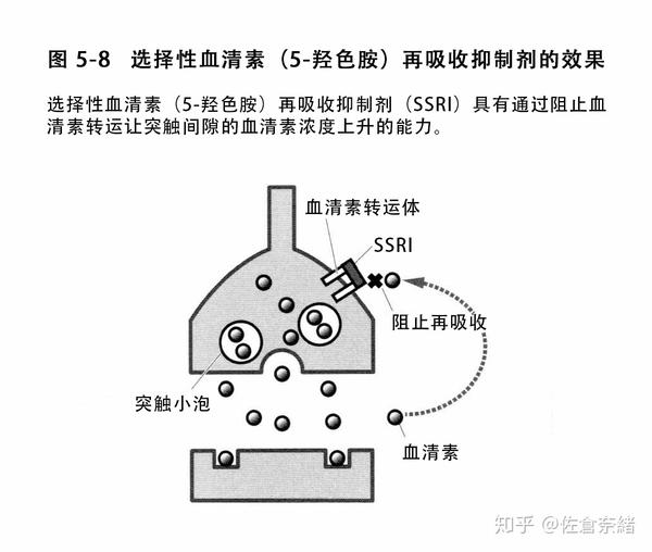 研究在对被认为缺少血清素的孤独症谱系障碍患者,使用选择性血清素(5