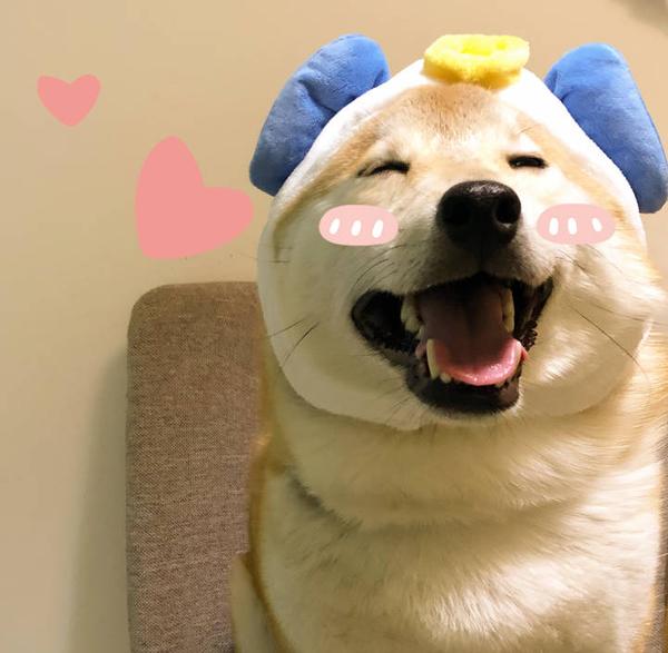 你有哪些关于猫狗的表情包?