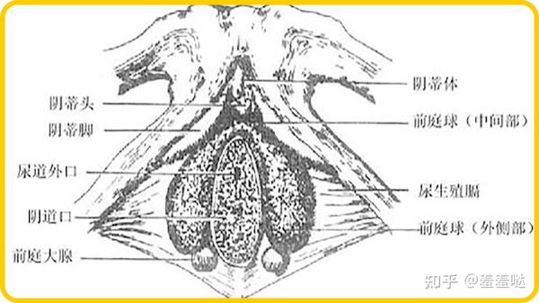因为女性外音部在左右大阴唇的内侧,各长有一个大小像蚕豆状的腺体