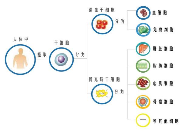 干细胞储存是一种怎样的体验干货分享