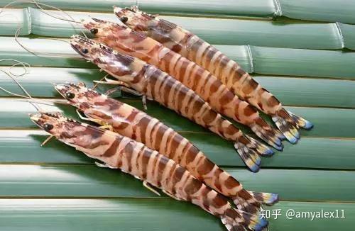 斑节虾零售价(500克):75~100元,大小差异