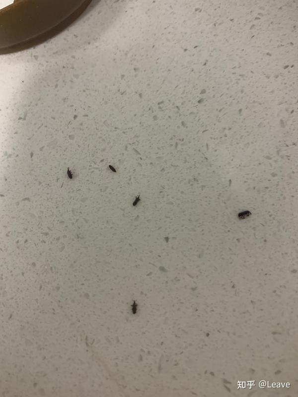 求问这是什么虫子啊,厨房里总能看到好多,是蟑螂吗.
