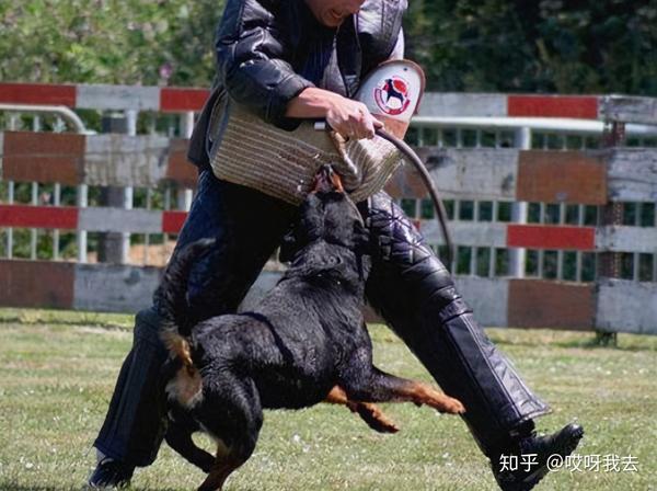 平时训练罗威纳的话,建议还是在幼犬时候就开始训练,训练的时候不要