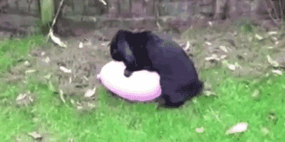 400_200gif 动态图 动图