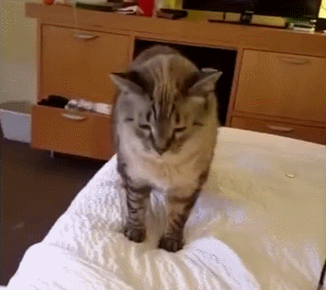 猫咪不停地打喷嚏必须要排查这些原因