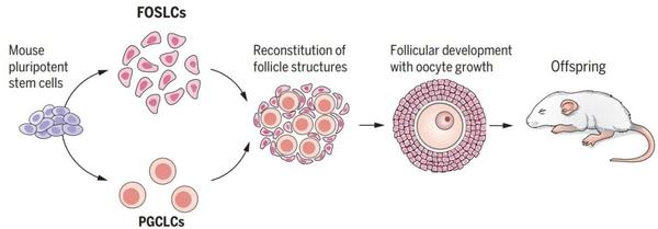 干细胞研究新突破科学家重建体外卵巢成功制造卵子