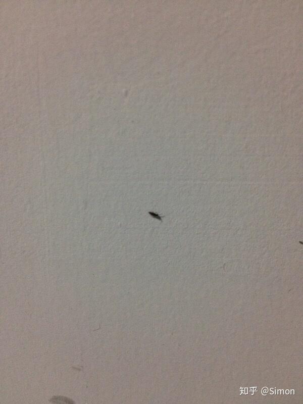 一种到了潮湿天气就会在房间的墙上出现会跳的虫子?