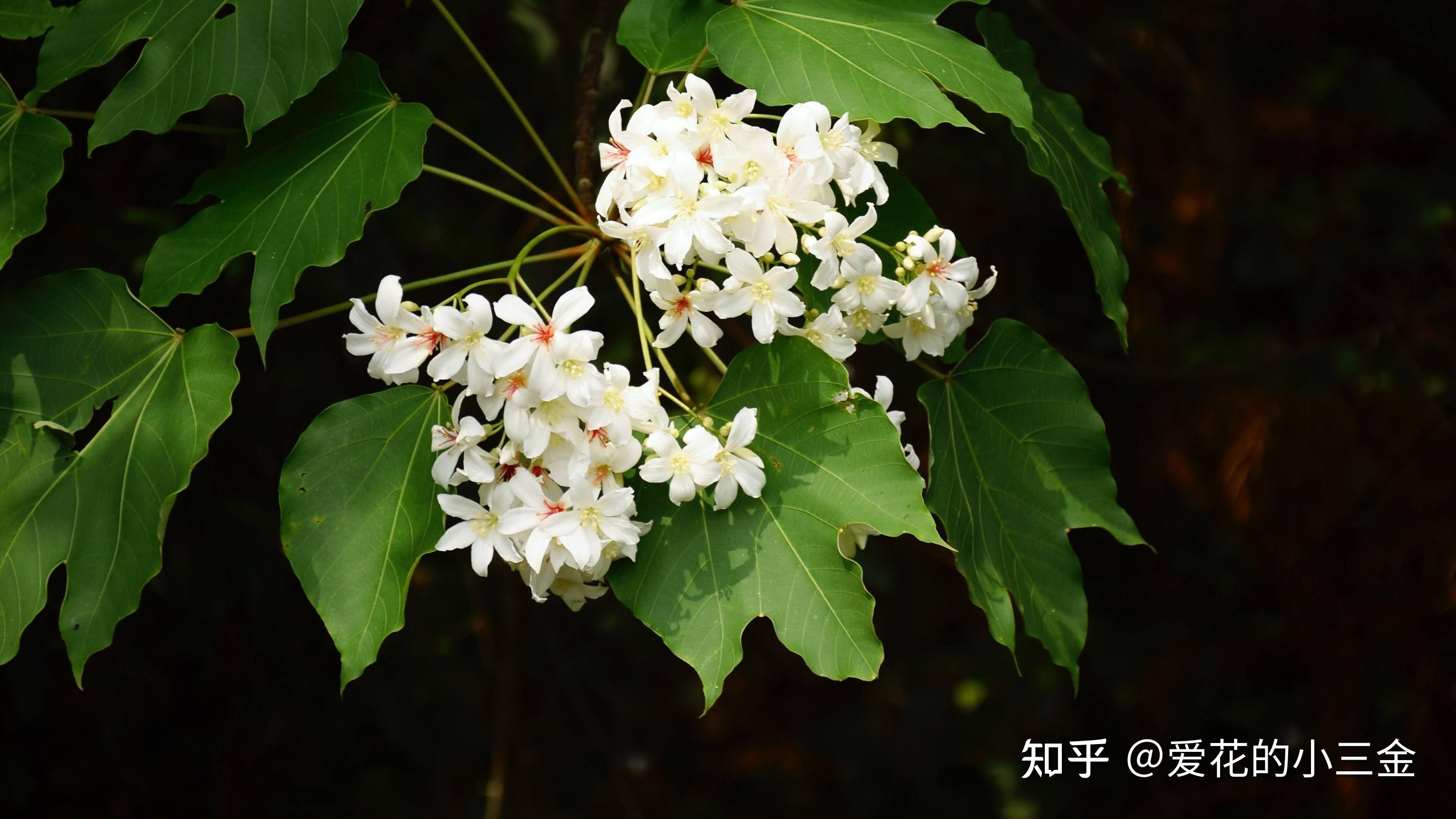 知乎