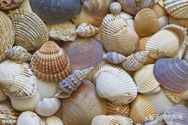 因一般体外披有1~2块贝壳,故名.常见的牡蛎,贻贝,文蛤,蛏等都属此类.