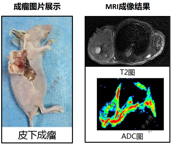 皮下移植肿瘤模型